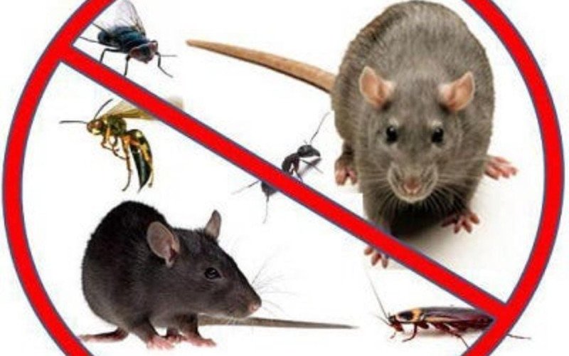 3. Rodent Control
